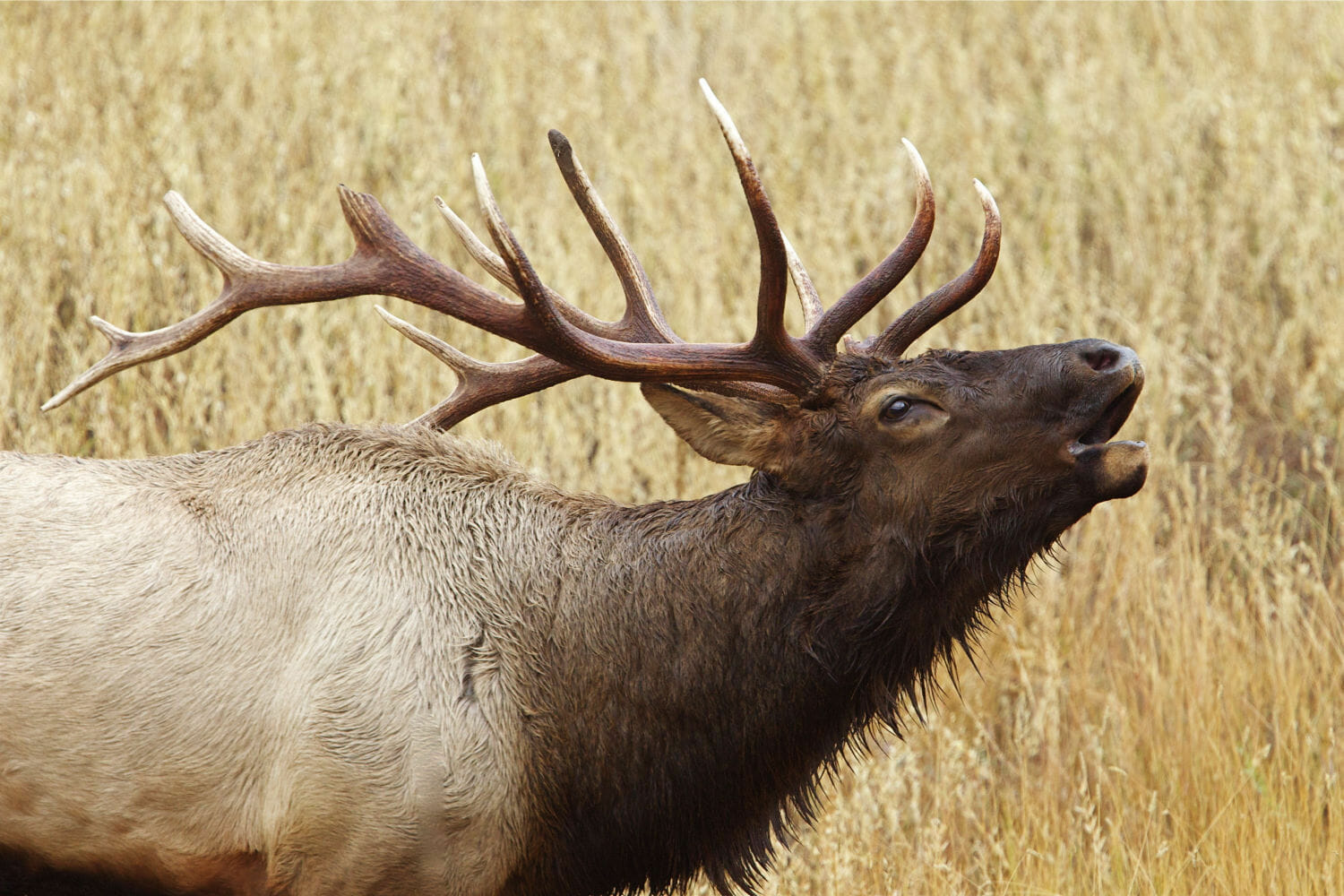 2020 Wyoming Elk Season Dates Archery Elk Hunting In Wyoming